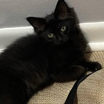 Marci -  Domestic Medium Hair Cat for Adoption in Omaha, Nebraska - Marci | PetCurious