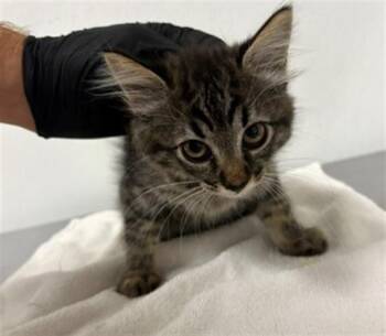 Domestic Medium Hair Cats Available for Adoption in Camarillo, California - A881223 | PetCurious