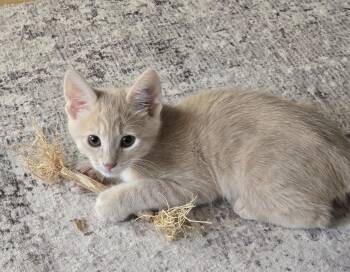 Domestic Medium Hair Cats Available for Adoption in Burlington, Washington - Wendel-KJ (bonded With Willow) | PetCurious