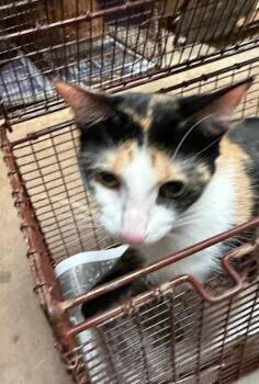 Autumn Breeze -  Domestic Short Hair Cat for Adoption in Austin, Texas - Autumn Breeze | PetCurious