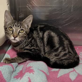 Abba -  Domestic Short Hair Cat for Adoption in Palm Springs, California - Abba | PetCurious