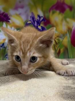 Bud -  Domestic Short Hair Cat for Adoption in San Antonio, Texas - Bud | PetCurious