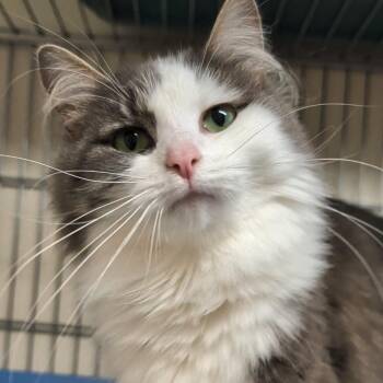 Florence -  Domestic Long Hair Cat for Adoption in West Jefferson, Ohio - Florence | PetCurious