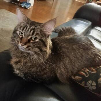Ben Weatherstaff -  Domestic Long Hair Cat for Adoption in Evanston, Illinois - Ben Weatherstaff | PetCurious