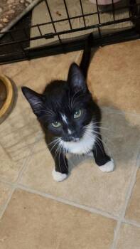 Possum -  Domestic Short Hair Cat for Adoption in Emerald Isle, North Carolina - Possum | PetCurious