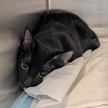 Kiki -  Domestic Short Hair Cat for Adoption in Clearwater, Florida - Kiki | PetCurious