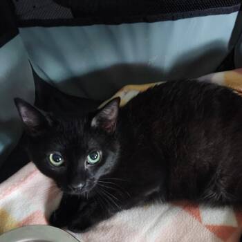 Bombay Cats Available for Adoption - LIL MAN | PetCurious