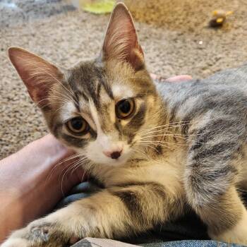 Opal -  Domestic Short Hair Cat for Adoption - Opal | PetCurious