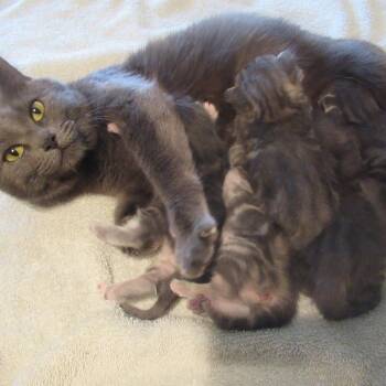 Domestic Short Hair Cats Available for Adoption in Rochester, Minnesota - Red Plaid Collar | PetCurious