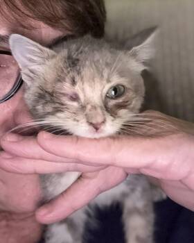 Liberty (51840/1936) -  Domestic Short Hair Cat for Adoption in Manassas, Virginia - Liberty (51840/1936) | PetCurious