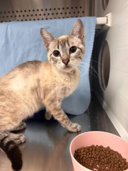 Domestic Short Hair Cats Available for Adoption in Minot, North Dakota - Stella | PetCurious