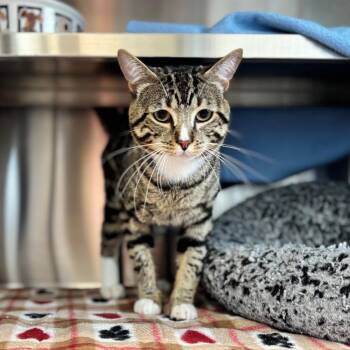 Arthur -  Domestic Short Hair Cat for Adoption in Nashville, Indiana - Arthur | PetCurious