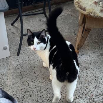 Domestic Short Hair Cats Available for Adoption in Veneta, Oregon - Piper | PetCurious