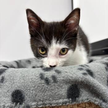 Northern Dancer -  Domestic Short Hair Cat for Adoption in Puslinch, Ontario - Northern Dancer | PetCurious