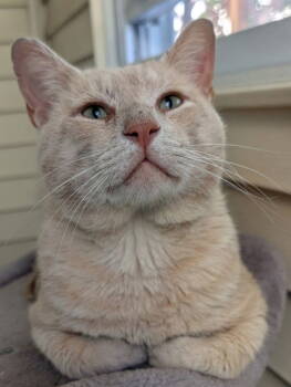 Rescue Domestic Short Hair Cats for Adoption in Broomall, Pennsylvania - Todd | PetCurious
