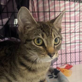 Galadriel -  Domestic Short Hair Cat for Adoption in Chicago, Illinois - Galadriel | PetCurious