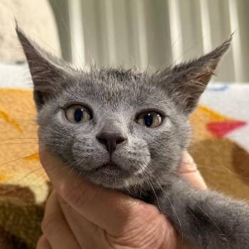 Wiley -  Domestic Short Hair Cat for Adoption in Blairsville, Georgia - Wiley | PetCurious