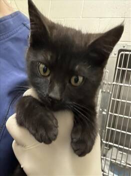 Domestic Medium Hair Cats Available for Adoption in Santa Fe, New Mexico - DABBLE | PetCurious