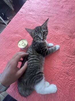 Birkenstock -  Domestic Short Hair and Tabby Cat for Adoption in Dallas, Texas - Birkenstock | PetCurious