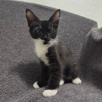Rockefeller -  Domestic Short Hair Cat for Adoption in Brea, California - Rockefeller | PetCurious