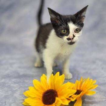 Monica-C -  Domestic Short Hair Cat for Adoption in East St. Louis, Illinois - Monica-C | PetCurious