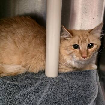 Junedula -  Domestic Short Hair Cat for Adoption in Fort Wayne, Indiana - Junedula | PetCurious