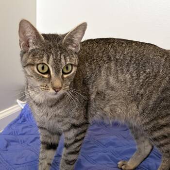 Pudding -  Domestic Short Hair Cat for Adoption in Neffsville, Pennsylvania - Pudding | PetCurious