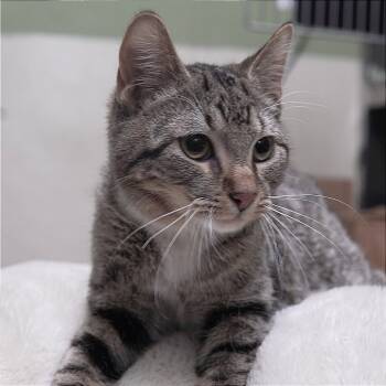 Rescue Domestic Short Hair Cats for Adoption in Gainesville, Georgia - Tundra | PetCurious