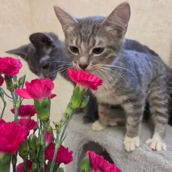 Lucy -  Domestic Short Hair Cat for Adoption in San Antonio, Texas - Lucy | PetCurious