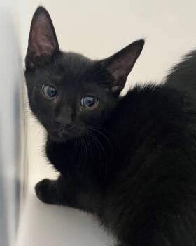 Green Bean -  Domestic Short Hair Cat for Adoption - Green Bean | PetCurious