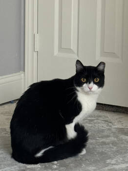 Rescue Domestic Short Hair and Himalayan Cats for Adoption in Austin, Texas - Bandit 8 | PetCurious