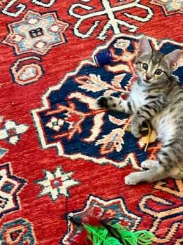 Maple -  Domestic Short Hair Cat for Adoption in Fairfax, Virginia - Maple | PetCurious