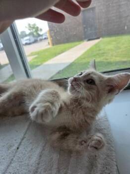 Stracotto -  Domestic Short Hair Cat for Adoption in Westland, Michigan - Stracotto | PetCurious
