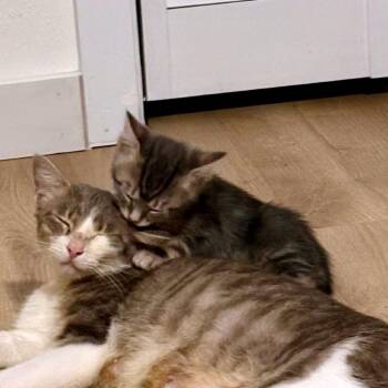 Domestic Short Hair Cats Available for Adoption in Austin, Texas - Java Plum 7 | PetCurious