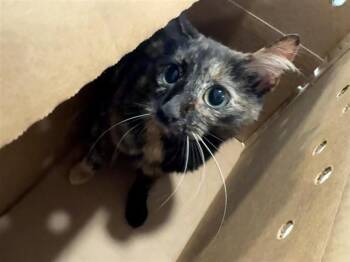 EMILY -  Domestic Short Hair Cat Available for Adoption in Brentwood, Missouri - EMILY | PetCurious