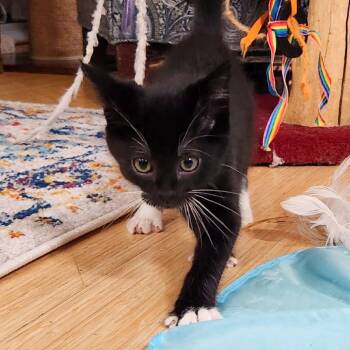 Xenon -  Domestic Short Hair Cat for Adoption in Woodinville, Washington - Xenon | PetCurious