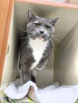 Rescue Domestic Short Hair Cats for Adoption in Gloucester, Massachusetts - Rodney | PetCurious