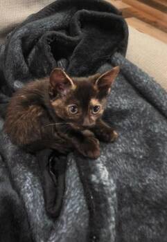MO MO -  Domestic Short Hair Cat for Adoption in Fort Walton Beach, Florida - MO MO | PetCurious