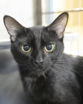 Rescue Domestic Short Hair and American Shorthair Cats for Adoption in Bedford, Indiana - Ruby | PetCurious