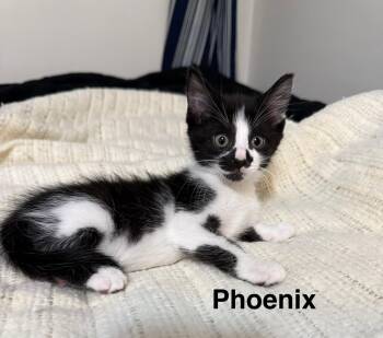 Rescue American Shorthair Cats for Adoption in Massillon, Ohio - Pheonix | PetCurious