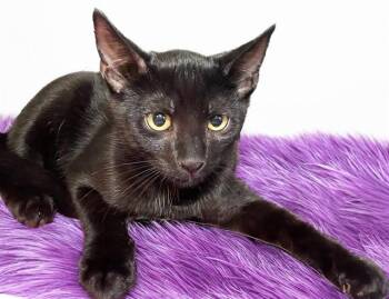 MICHAEL -  Domestic Short Hair Cat for Adoption in Fort Lauderdale, Florida - MICHAEL | PetCurious