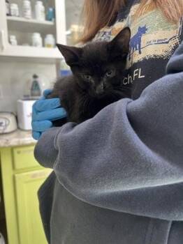 Ouchie -  Domestic Short Hair Cat for Adoption in Daytona Beach, Florida - Ouchie | PetCurious