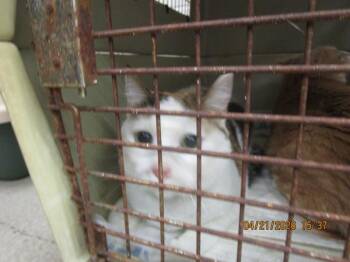 Domestic Medium Hair Cats Available for Adoption in Marietta, Georgia - Cassie(676) | PetCurious