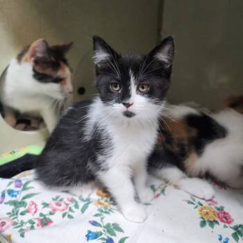 Rescue Domestic Short Hair Cats for Adoption in Monroe, Michigan - Stargazer | PetCurious