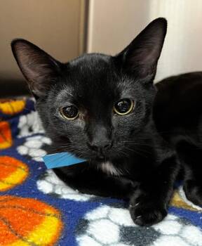 Jax -  Domestic Short Hair Cat for Adoption in Logan, Utah - Jax | PetCurious