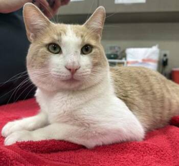 Felix -  Domestic Short Hair Cat for Adoption in Fishers, Indiana - Felix | PetCurious