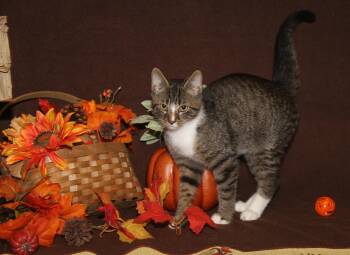 Rescue Tabby and Domestic Short Hair Cats for Adoption in Marietta, Ohio - Peanut Butter Kiss (Musketeer