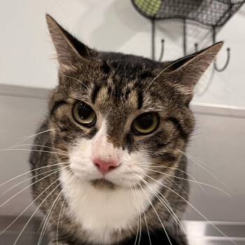Barrel -  Domestic Short Hair Cat Available for Adoption in Washburn, Missouri - Barrel | PetCurious