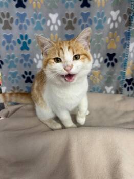 Domestic Short Hair Cats Available for Adoption in Wabash, Indiana - Gouda | PetCurious