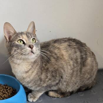 Fog -  Domestic Short Hair Cat for Adoption in Lincoln, Nebraska - Fog | PetCurious